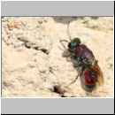 Chrysis viridula - Goldwespe 13b 7-8mm - OS-Wallenhorst-Tongrube-det.jpg